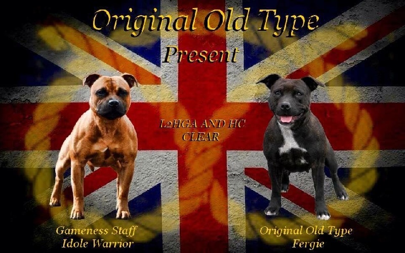 chiot Staffordshire Bull Terrier Original Old Type